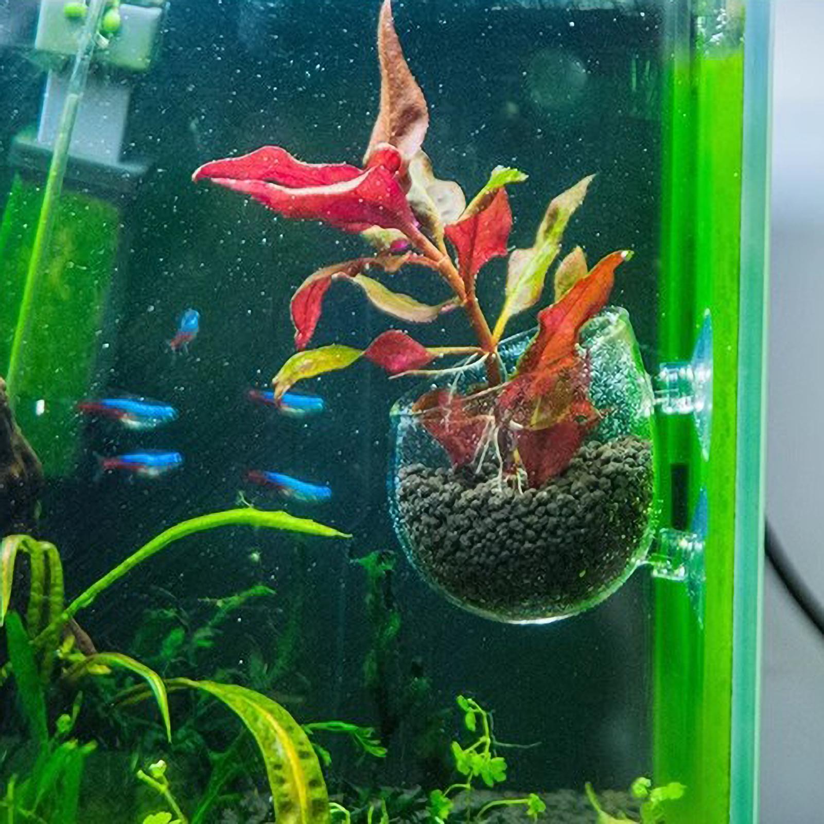 Soporte para Plantas de Acuari - Aquarium Plant Gel reseña y precio