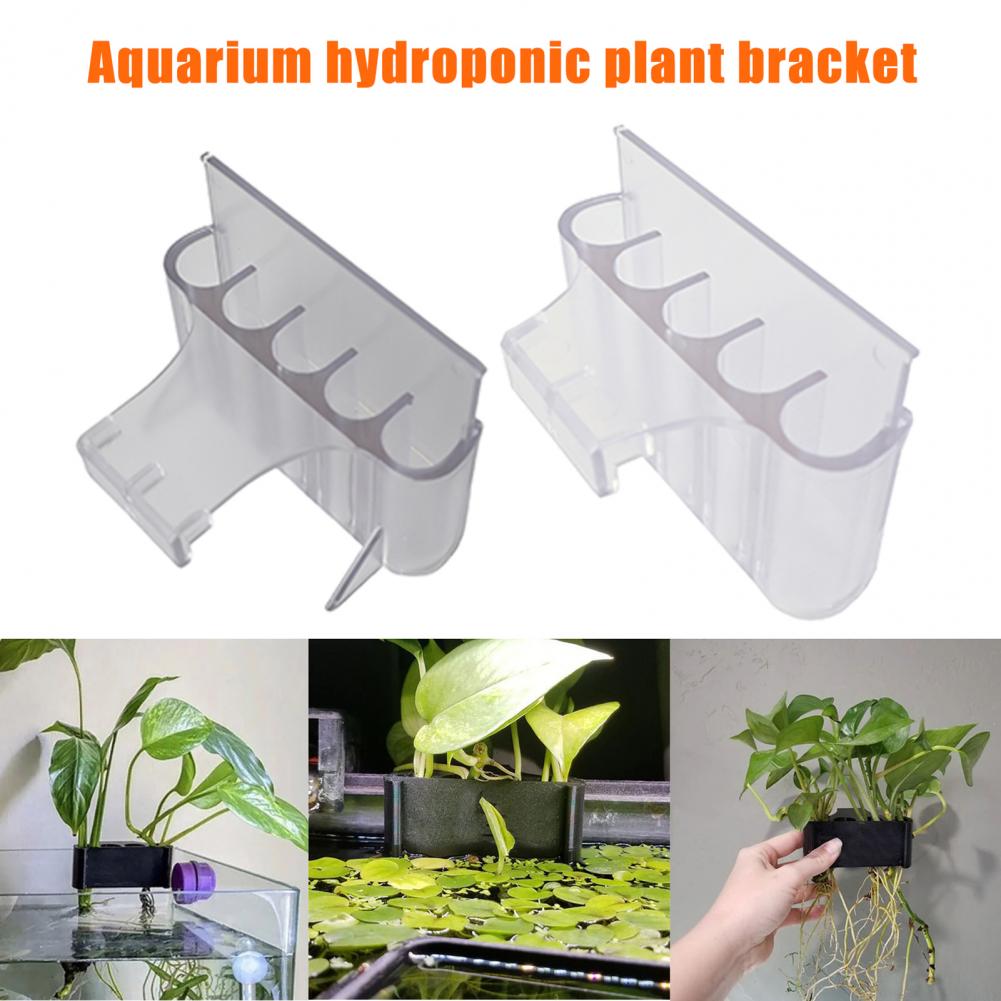 Soporte para plantas de acuari - Aquarium Planted Fish reseña y precio