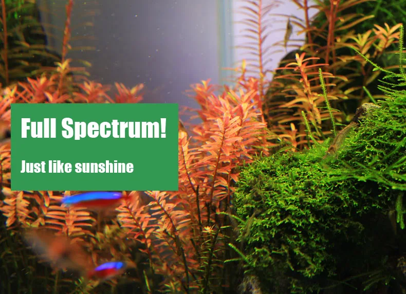 Chihiros Serie C Planta estilo - Aquarium Planted Tank Light reseña y precio