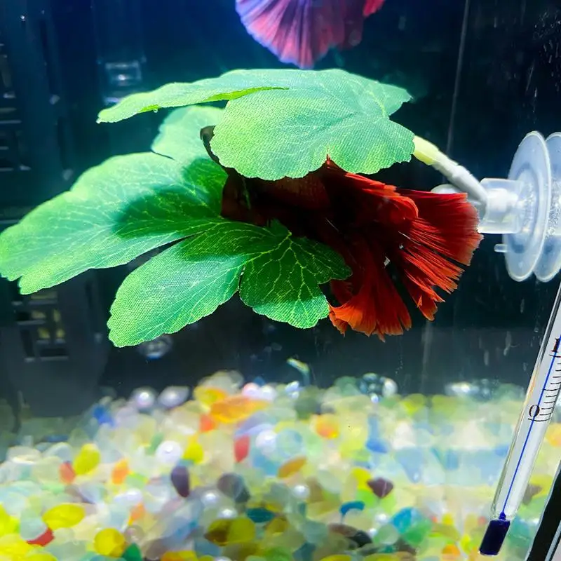 Hamaca de hojas de pescado Bet - Planted Aquarium Betta reseña y precio