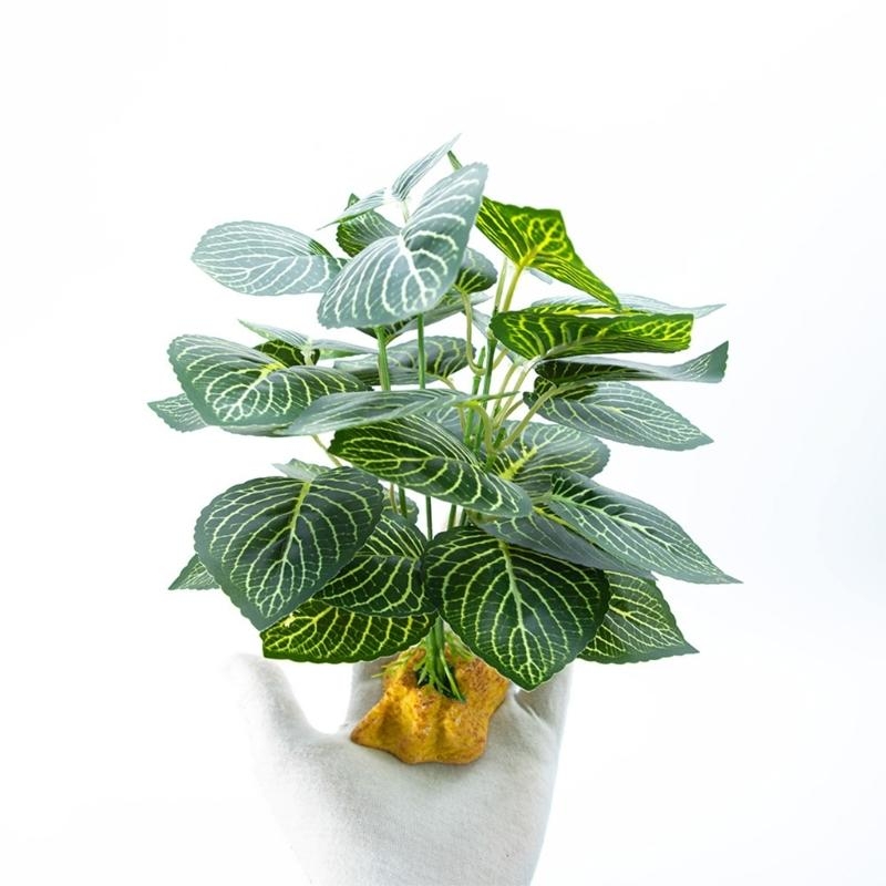 Aquarios peces planta colgante - Aquarium Planted Fish reseña y precio