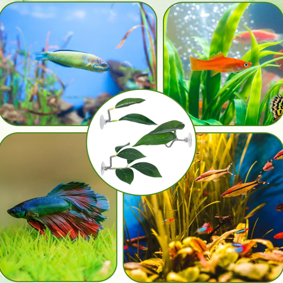 Hamaca para peces Betta, decor - Planted Aquarium Betta reseña y precio