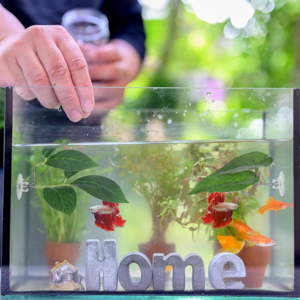 Hamaca para peces Betta, decor - Planted Aquarium Betta reseña y precio