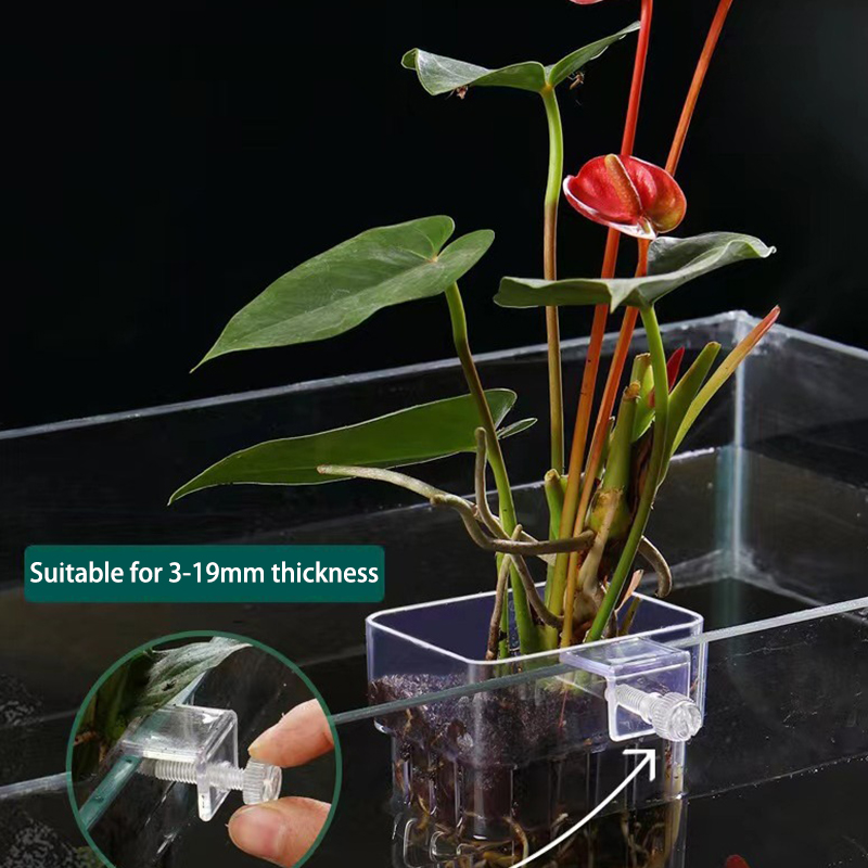 Taza de plantación de hierba d - Aquarium Planted Fish reseña y precio