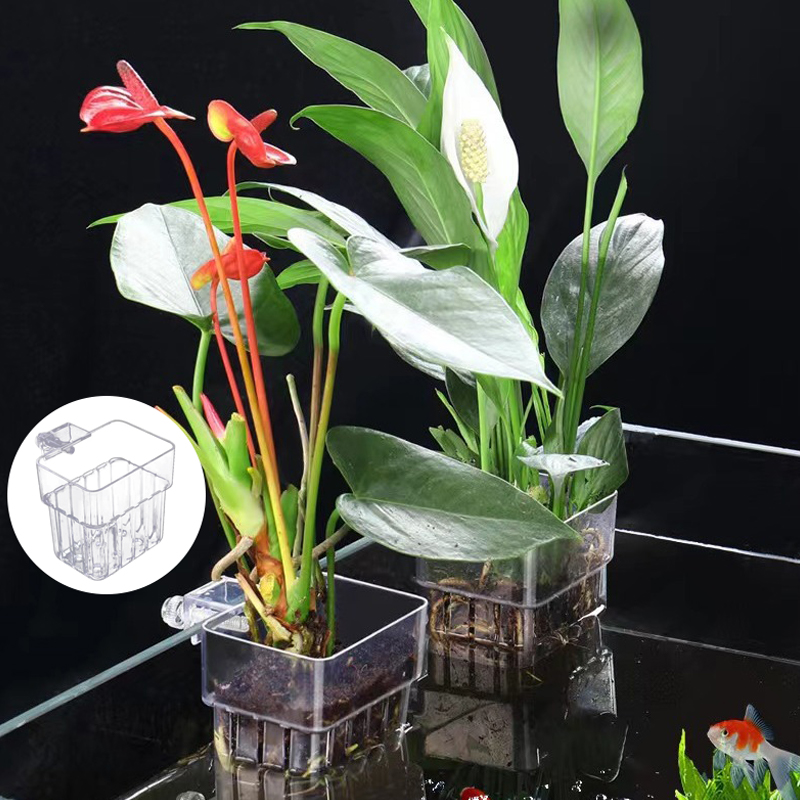 Taza de plantación de hierba d - Aquarium Planted Fish reseña y precio